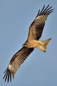 鳶 トンビ の寿命は何年ですか 野鳥は固体識別が難しく 一生の間見 Yahoo 知恵袋