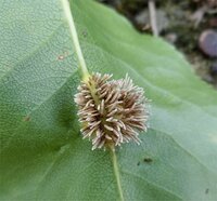 マイクラpeでバージョンを下げる方法はありますか ちなみに機 Yahoo 知恵袋