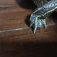 買っている亀をベランダで放し飼いしてたましたら 爪が消えていまし Yahoo 知恵袋