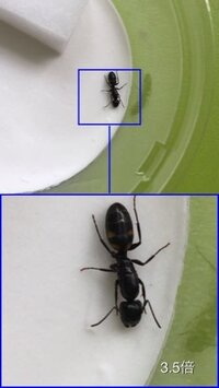 この女王アリの名前が分かる方 教えて下さい 大きさは1センチ強 クロ Yahoo 知恵袋