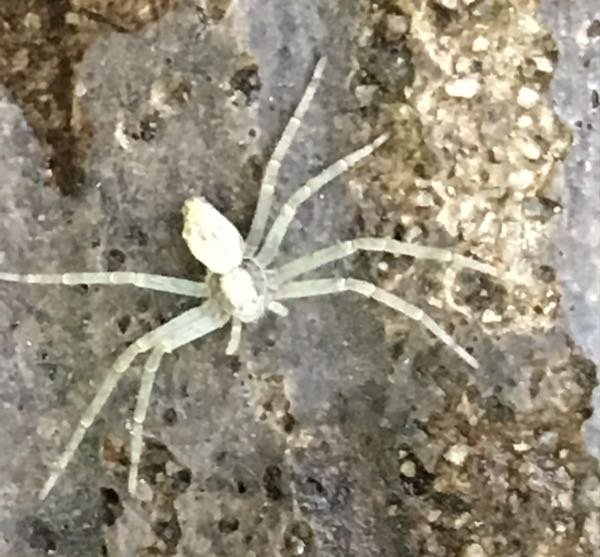 白いクモ に関するq A Yahoo 知恵袋