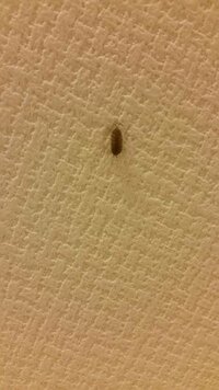 最近ダンゴムシをような虫が毎日部屋で死んでいます 黒くて大きさは5 Yahoo 知恵袋