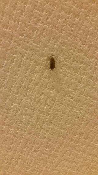 家の天井にダンゴムシみたいな虫 なんていう虫かわかりますか 発生源や Yahoo 知恵袋