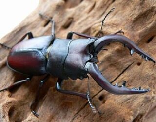 東京都足立区 葛飾区でクワガタムシ カブトムシがいる公園 森林な Yahoo 知恵袋