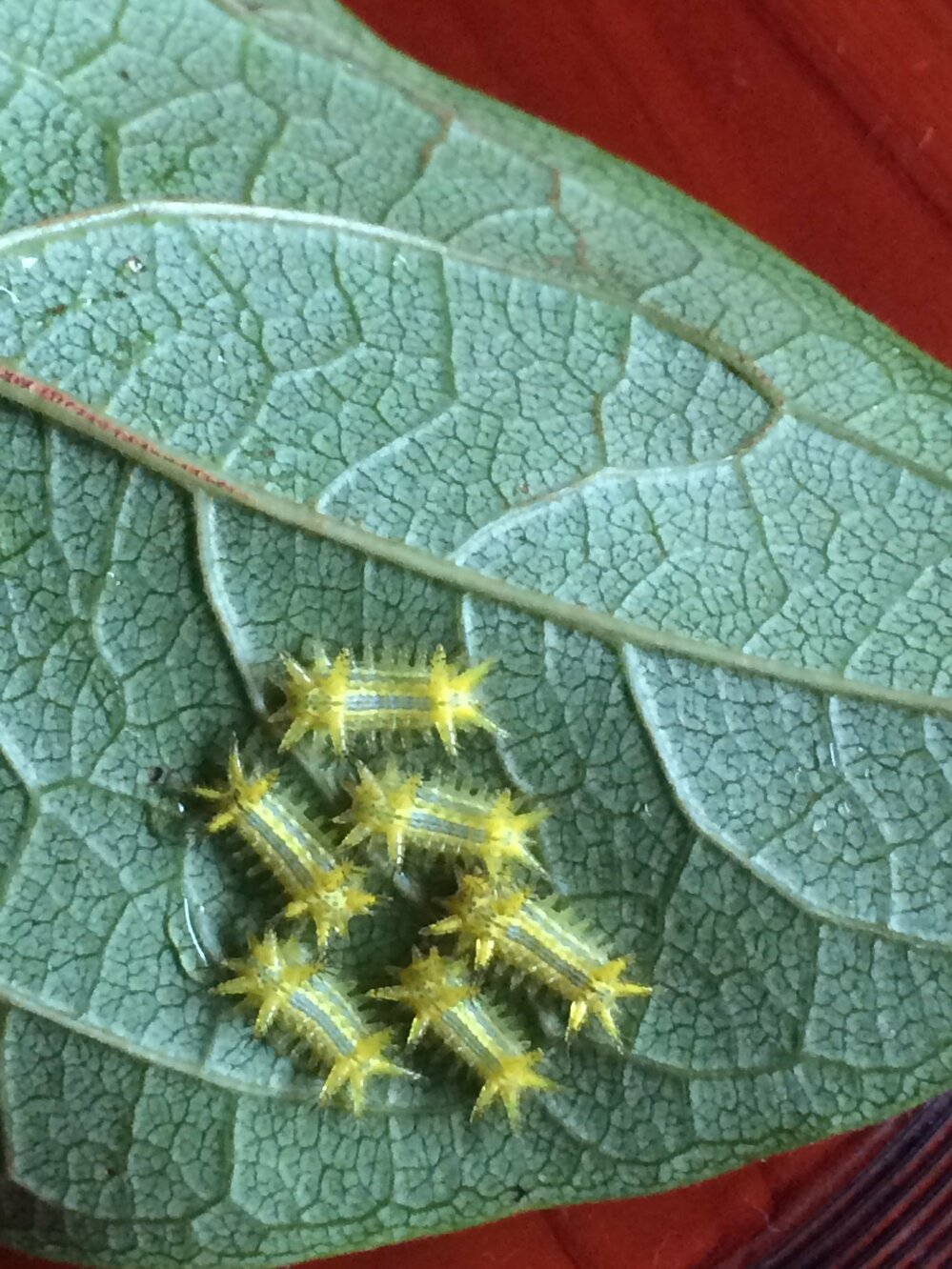 柿の葉に虫が付いていました この虫は なんという虫ですか 退治する方法も教 Yahoo 知恵袋