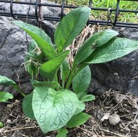 根を掘っても何度も出てくる草に困っております 雑草名前と駆除方法 Yahoo 知恵袋
