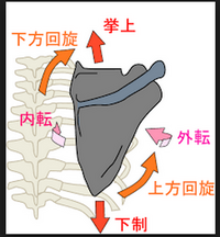 肩甲挙筋について質問です インターネットで検索すると肩甲骨の挙上 Yahoo 知恵袋