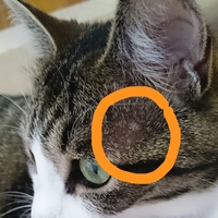 最近2歳の猫の目の上部分がポツンとハゲてる のに気づきました 両側こんな感 Yahoo 知恵袋