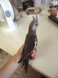 オカメインコの雛を飼いました お店ではアルビノってかいてあ Yahoo 知恵袋