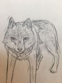 絵の評価お願いします 狼を描いたつもりなのに犬っぽく見えます Yahoo 知恵袋