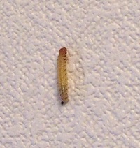 玄関の壁に何かの幼虫のような虫が5匹ほどいます。気持ち悪いのですが、これは何者ですか？
駆除した方がいいのでしょうか。 