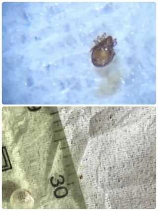 紙の上にとても小さい虫が歩いていたのですが これはダニですか 写真の Yahoo 知恵袋
