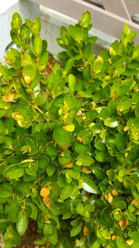 久留米ツツジの新芽が枯れてきてしまい困っています はじめに かな Yahoo 知恵袋