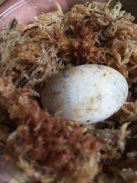 亀の卵について 5 1に生まれた卵を育てています 卵にヒビも Yahoo 知恵袋
