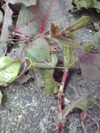 虫の名前を教えてください ヒメツルソバ にたくさん青虫がついています 現 Yahoo 知恵袋