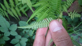 このシダ植物の種類はなんでしょうか イヌワラビです もう一つ同様な Yahoo 知恵袋