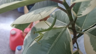 クワガタのいる虫かごに カマキリを入れても問題ないでしょうか 大丈夫 Yahoo 知恵袋