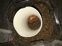 人工蛹室の状態 カビ について昨年に続き今年も蛹室を壊してしまったので Yahoo 知恵袋