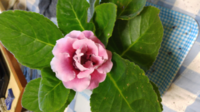 安くて一目惚れしたグロキシニアを買って来ました 花屋さんからは あ Yahoo 知恵袋