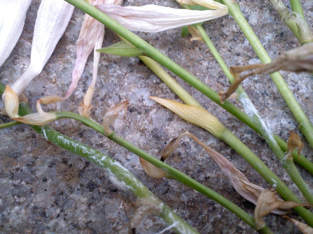 植物の茎に付く白い虫の名前を教えてください 今年はギボウシ Yahoo 知恵袋