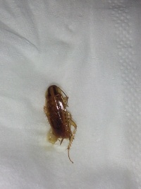 【画像注意】これはゴキブリですか？昨日の夜、風呂場に出ました。画像は判別しやすい... - 教えて！住まいの先生 - Yahoo!不動産
