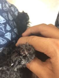 犬は 足がしびれることってありますか 犬は 足がしびれることって Yahoo 知恵袋