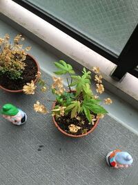 イロハモミジの成長について 一昨年 庭の東面と南西面に2 5m程 Yahoo 知恵袋