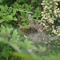 春頃から見かけ、6月頃には割りと大きくなった様子でした。
中にいるクモはなんという名前でしょうか。
よろしくお願いします。 
