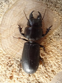 このｸﾜｶﾞﾀのような昆虫の名前は何ですか 旅行先の能登半島の千里浜 Yahoo 知恵袋