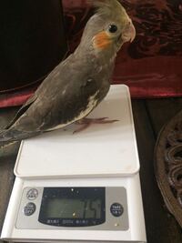 オカメインコの生後2ヶ月の子ですが、 - お迎えから10日程度です。お迎え... - Yahoo!知恵袋