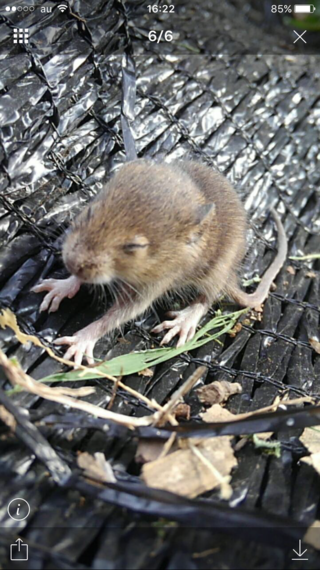 何ネズミか教えて庭の物置の下の地面から小さなネズミが 3匹くらい Yahoo 知恵袋