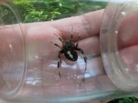 セアカゴケグモの赤い部分が白い蜘蛛の名前わかりませんか ヤマシロオニ Yahoo 知恵袋