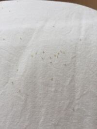 虫の糞 卵 助けて下さい 布団に写真のようなものが5 6粒落ちて Yahoo 知恵袋