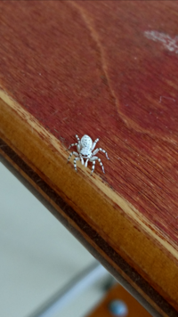 部屋の中にいる小さくて細くて白い蜘蛛って何なんですか 注意してよく Yahoo 知恵袋