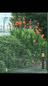 この花の名前を教えてください 今の時期によく見掛ける背の高い Yahoo 知恵袋