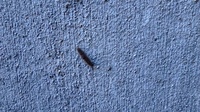 家の外壁に大量発生している毛虫の様な黒い虫です アースの殺虫剤赤 Yahoo 知恵袋