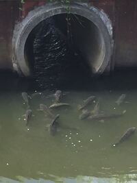 田んぼの用水路の鯉達 何故 集合して居るのですか わかる Yahoo 知恵袋