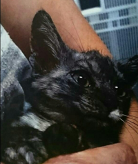 猫好きメンヘラ多いって本当なんですかね私も猫が大好きで実家では四匹飼ってま Yahoo 知恵袋