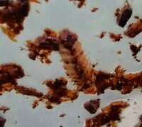 カブトムシの容器ないに 白い虫が大量発生して困っています うじ虫 Yahoo 知恵袋