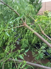 この写真の木はなんですか 台風で倒れてしまいました 詳しい方教え Yahoo 知恵袋