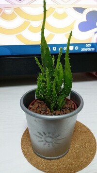 Ikeaで3鉢セットで買ったもので サボテンと一緒に入っていた植物なんですが Yahoo 知恵袋