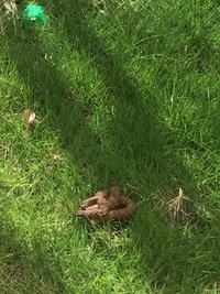 教えてください 庭にしょっちゅう糞をされてしまいます 猫か犬どっ Yahoo 知恵袋