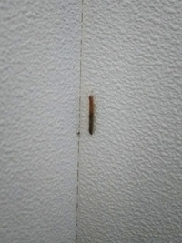 この小さくて細長い虫が家の中で時々現れるのですが これは一体なんという Yahoo 知恵袋