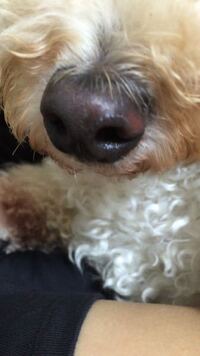 犬2匹ともペットショップのホテルに預けてから 様子がおかしくなりま Yahoo 知恵袋
