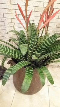 フリーセアの水やりについて質問があります 説明書には葉筒に Yahoo 知恵袋