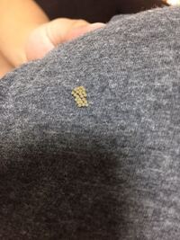 今日洗濯物を取り込んでたら 衣類にタマゴみたいなものが付着し Yahoo 知恵袋