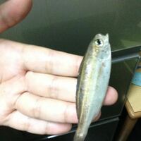 この魚はなんですか 釣れました イサキの子供ですよくうりぼう Yahoo 知恵袋