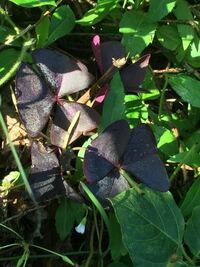 雑草の中に濃い紫の植物を見かけました 花のような 葉っぱのような Yahoo 知恵袋