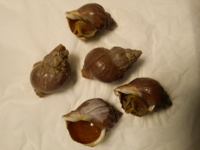 つぶ貝の毒昨日 市場でつぶ貝を買いました 市場のおっちゃんは Yahoo 知恵袋