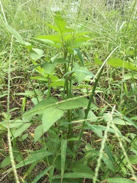 この雑草の名前を教えて下さい。（中央の茎が太い雑草） 